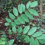 Image result for Millettia drastica