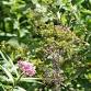 Goldenrod Walk