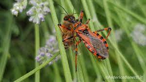cimice assassina progettazione del verde patologia vegetale piantare fiori
