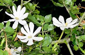 Image result for Gardenia cornuta