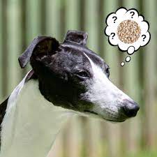 Can Dogs Eat Barley What To Know About Dogs And Barley