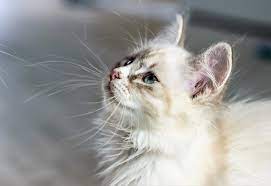 Will My Kitten Be Short Or Longhaired Your Cat