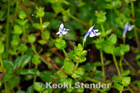 Image result for Linderniaceae