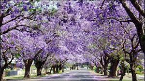 Names of flowering trees in chandigarh. The Beautiful Trees Of The City Beautiful Peeps Of Punjab