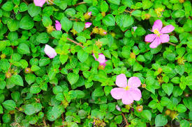 Check spelling or type a new query. Pink Lady Spanish Shawl Heterocentron Elegans Pink Flower Blooming The The Garden Stock Photo Picture And Royalty Free Image Image 142367917