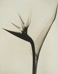 Pin By Helen On Underwaterlove Bird Of Paradise Tattoo Birds Of Paradise Flower Xray Art