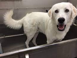 We did not find results for: Great Pyrenees Lab Mix Great Pyrenees Borzoi Dog Dog Pictures
