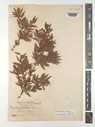 Image result for Centemopsis filiformis