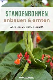 Stangenbohnen Anbauen Und Ernten So Gelingt Dir Eine Dicke Ernte Wurzelwerk In 2020 Stangenbohnen Feuerbohne Gemuse Anbauen