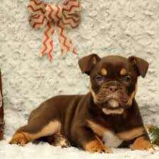 Due to their short coat and lack of a thick undercoat, bulldogs are minimal shedders. Olde English Bulldogge Puppies For Sale Greenfield Puppies