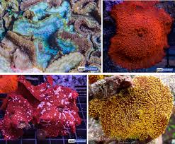 Image result for Dicoma arenaria