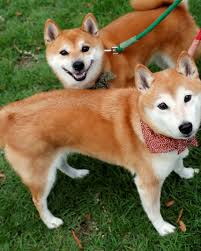 See our list of recommended wallets to we have also compiled ways to earn yield or interest from shiba inu through lending, yield. Dogecoin Cryptocurrency Slumps After Hashtag Fueled Surge To Record High Reuters