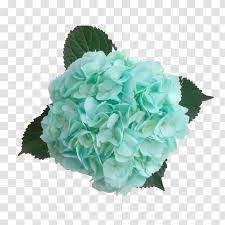 Check spelling or type a new query. Hydrangea Cut Flowers Color Blue Green White Transparent Png