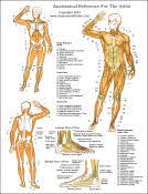 Click on the anatomy chart or piece of gym equipment to find all the exercises you desire in the exercise video library. Printable Free Anatomy Study Guides