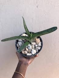 Image result for Alepidea amatymbica