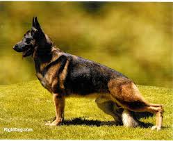 All german shepherds carry the black gene, but it isn't typical for their children to stay black after 8 months. Red Sable Shepherd