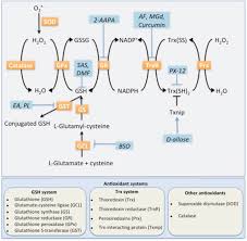 I have kitchens on my mind a lot these days and i'm pinning dozens as i round up ideas for the future and of all the spaces in a home, kitchens prove the most. Targeting Antioxidant Enzymes As A Radiosensitizing Strategy Sciencedirect