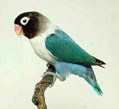 Blue Masked Lovebird Love Birds Painting African Lovebirds Birds Painting