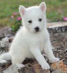 Black And White Husky Puppy With Blue Eyes Pin By Lexus Tapia Mahliya Lexylex On Huskies White Husky Husky Puppies For Sale Husky Puppy