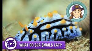 The top few meters of the ocean stores as much heat as earth's. Ask Tierney What Do Sea Snails Eat Youtube