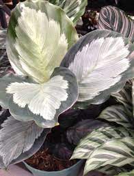 Calathea Corona Calathea Pest To Look Out For Https Www Houseplant411 Com Houseplant Calathea How To Grow Care For Calat Calathea Plant Patio Plants Plants