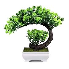 The best trees for bonsai. Top 10 Best Bonsai Plants 2021