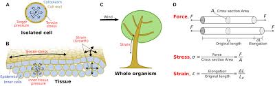 Check spelling or type a new query. Frontiers Feeling Stressed Or Strained A Biophysical Model For Cell Wall Mechanosensing In Plants Plant Science