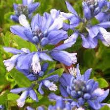 Image result for Polygala sparsiflora