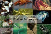 Maybe you would like to learn more about one of these? Soal Essay Dan Jawaban Tentang Arthropoda Seputarilmu Com