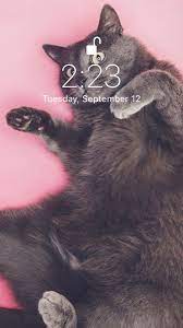 Cat Cute Wallpapers Moving Backgrounds Unique Wallpaper