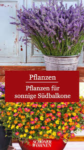 Lavendel Lavandula Bild 13 In 2020 Pflanzen Balkon Pflanzen Sichtschutz Pflanzen Balkon