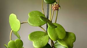 Image result for Hoya