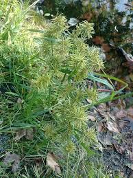 Image result for Cyperus obtusiflorus