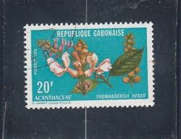 Image result for Thomandersia hensii