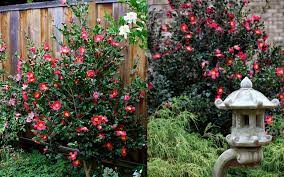 Yuletide Camellia Sasanqua Is One Of The All Time Favorite Camellias Among The Sasanqua Varieties And For Very Good Rea Flowering Trees Garden Shrubs Shrubs