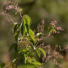 Image result for Pleurolobus