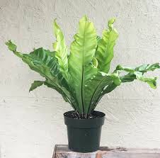 Image result for Asplenium
