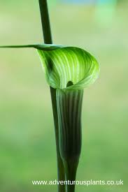 Image result for Arisaema