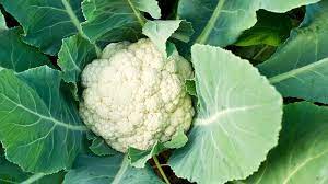 Überblick ganzen blumenkohl kochen und zubereiten so behält blumenkohl die farbe und stinkt nicht so behält blumenkohl die farbe und stinkt nicht. Blumenkohl Deutschland Mein Garten
