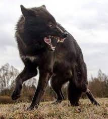 Wut Ist Eine Verborgene Kraft Wolf Poses Wolf Dog Animals Beautiful