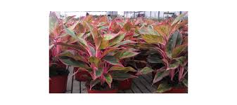 Check spelling or type a new query. Plant Care Aglaonema Firecracker Plants