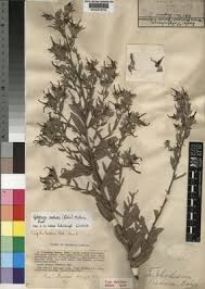 Image result for Cystostemon