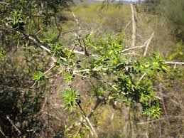 Image result for Adenocarpus