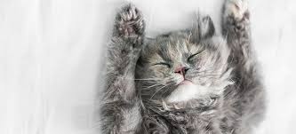 The top 11 best cat foods. Best And Worst Cat Food Brands Which