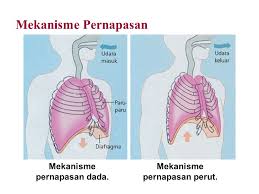 Mekanisme pernafasan perut adalah sebagai berikut: Sistem Respirasi Manusia Ppt Download
