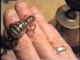 Check spelling or type a new query. Giant Scary Bug Eats Hand Potato Bug Fun Youtube