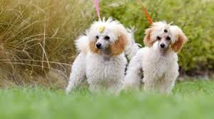 13 Cute Dog Breeds With Curly Hair