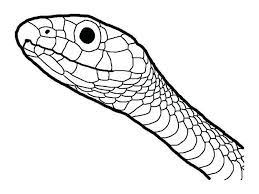 Maybe you would like to learn more about one of these? Snake Coloring Pages Pdf Printable Free Coloring Sheets Snake Coloring Pages Animal Coloring Pages Snake Drawing