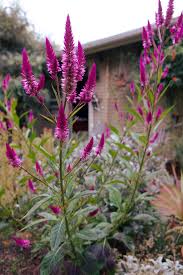 Image result for Celosia argentea