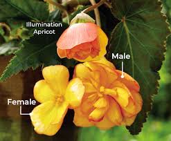 Feed the tuberous begonia seedlings with a diluted liquid fertilizer a few days after transplanting to encourage growth. How To Grow Tuberous Begonias Garden Gate